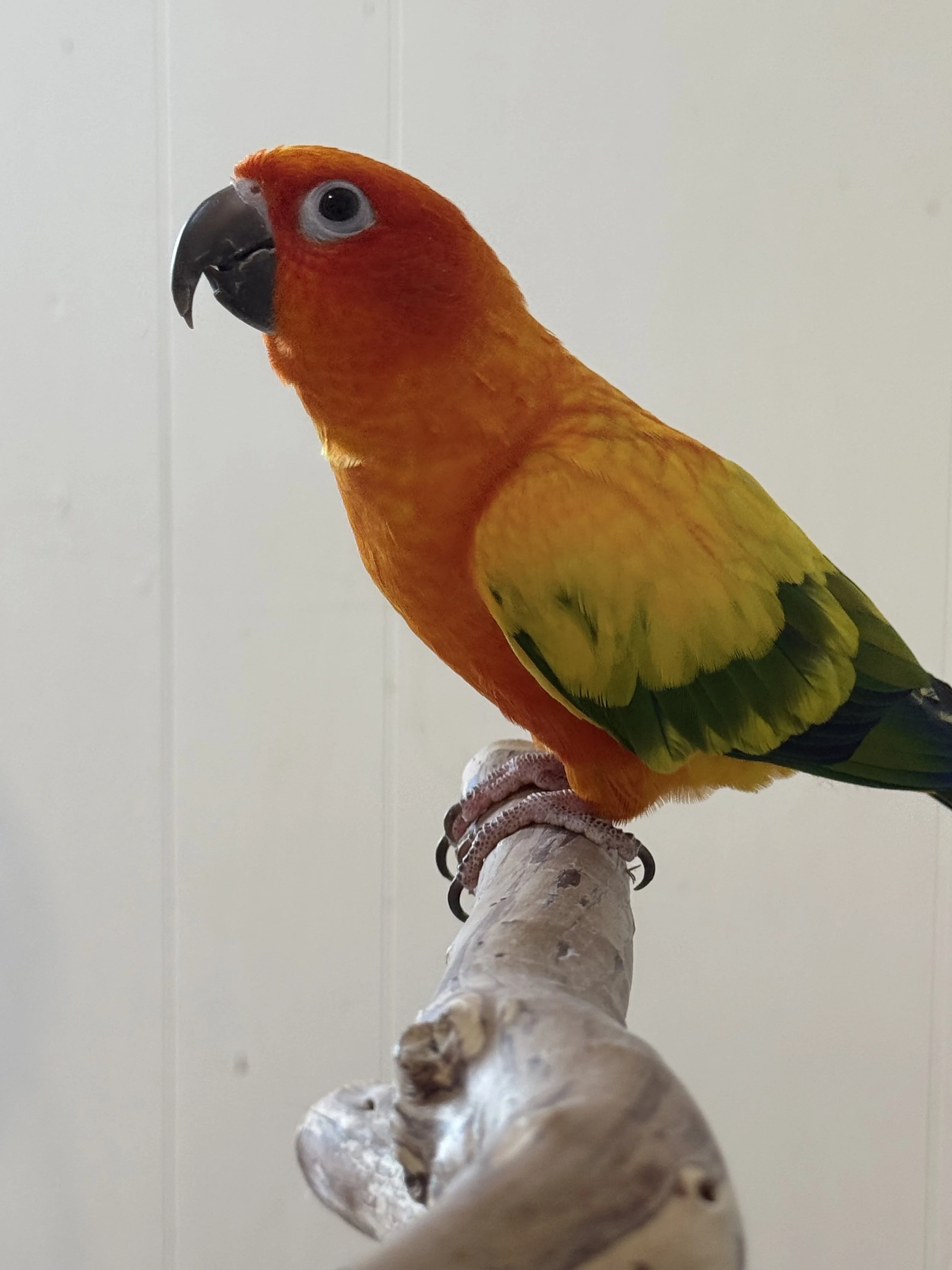 Sonny, Sun Conure