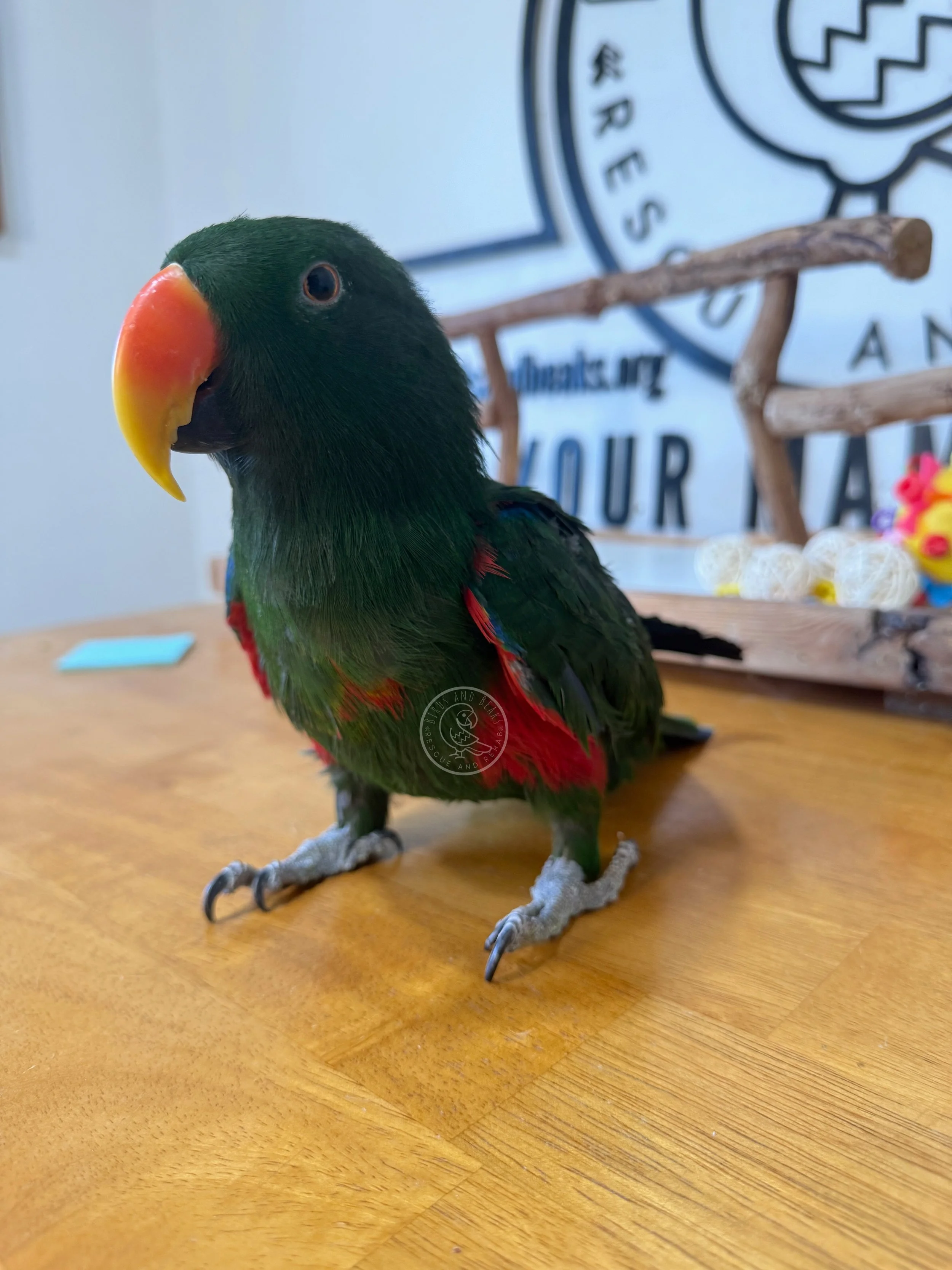 Side view of Vatu’s orange beak and green feathers as he stands on a table.