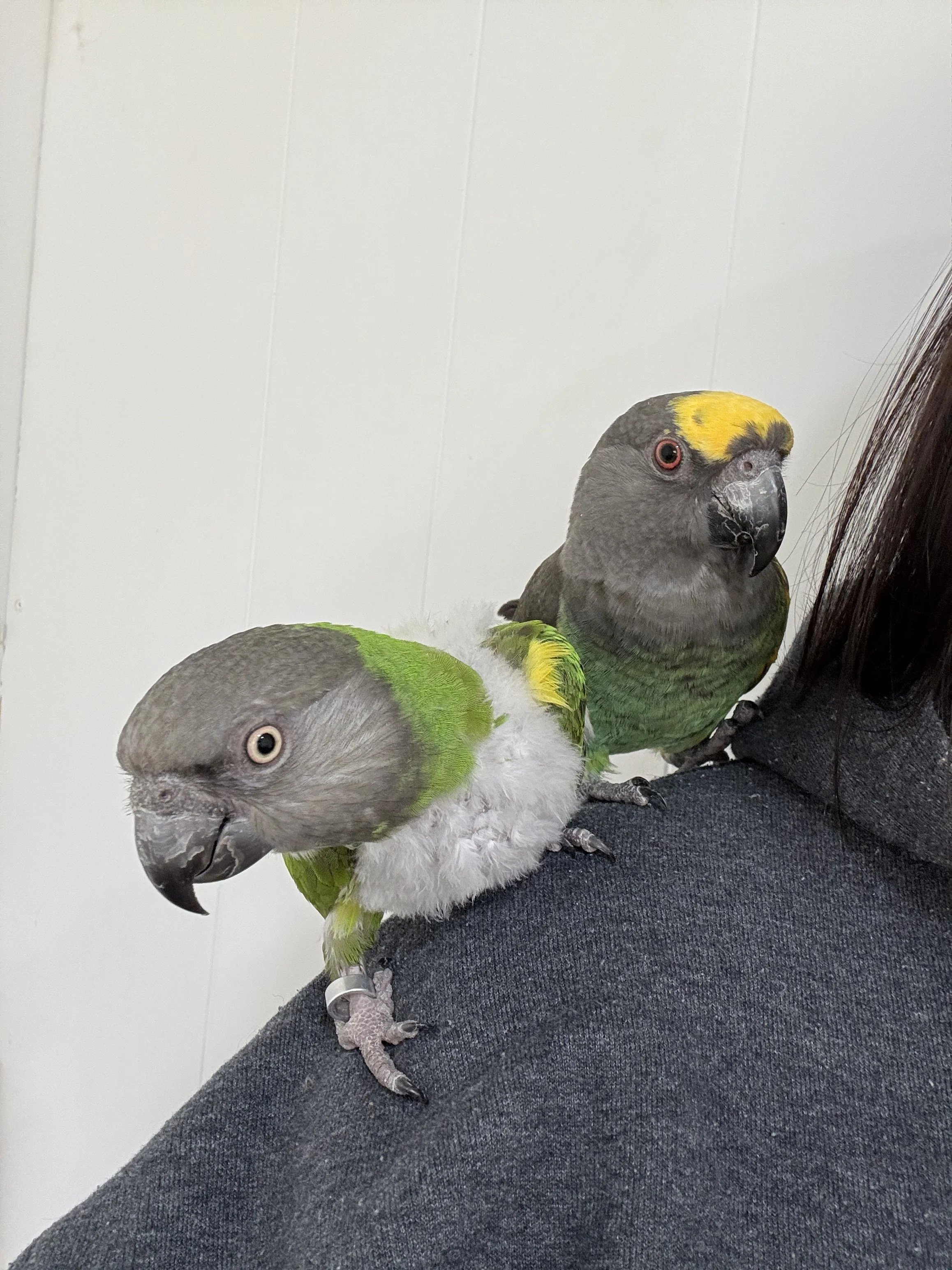 Fiona & Felix, Senegal and Meyer's Parrots