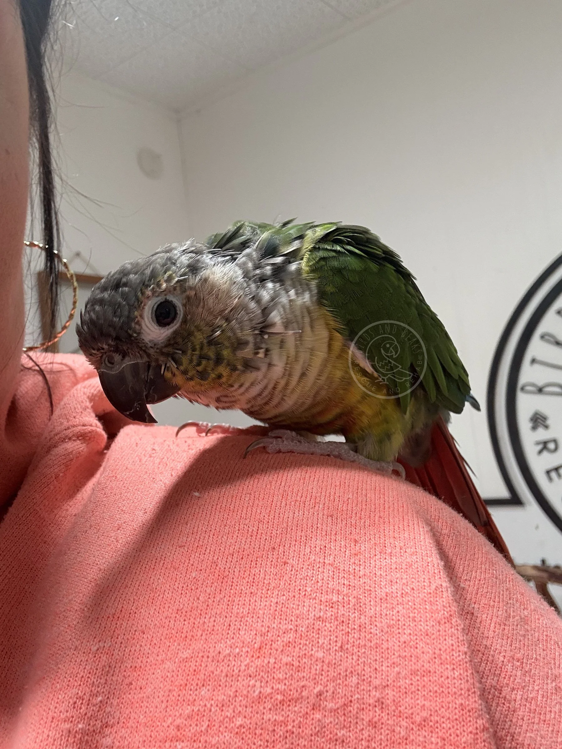 Clover watching from Shannon’s shoulder