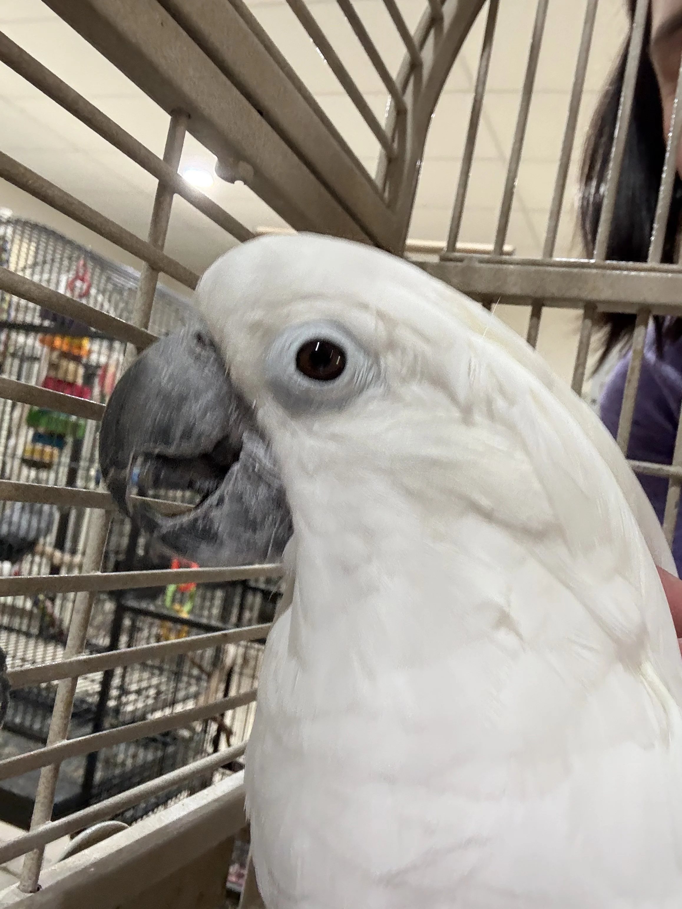 Angela Umbrella Cockatoo