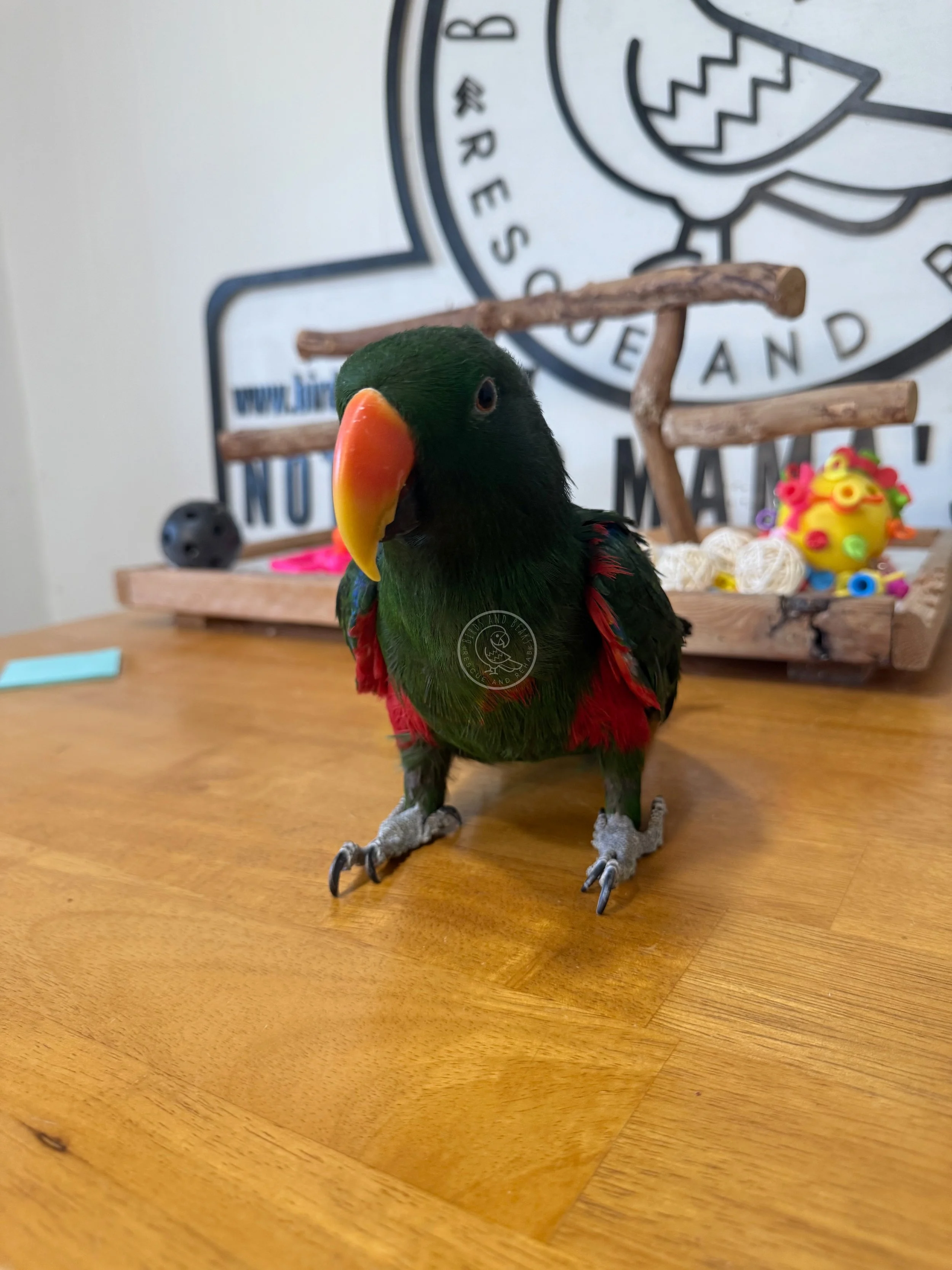 Vatu standing on a wooden table, looking to one side.