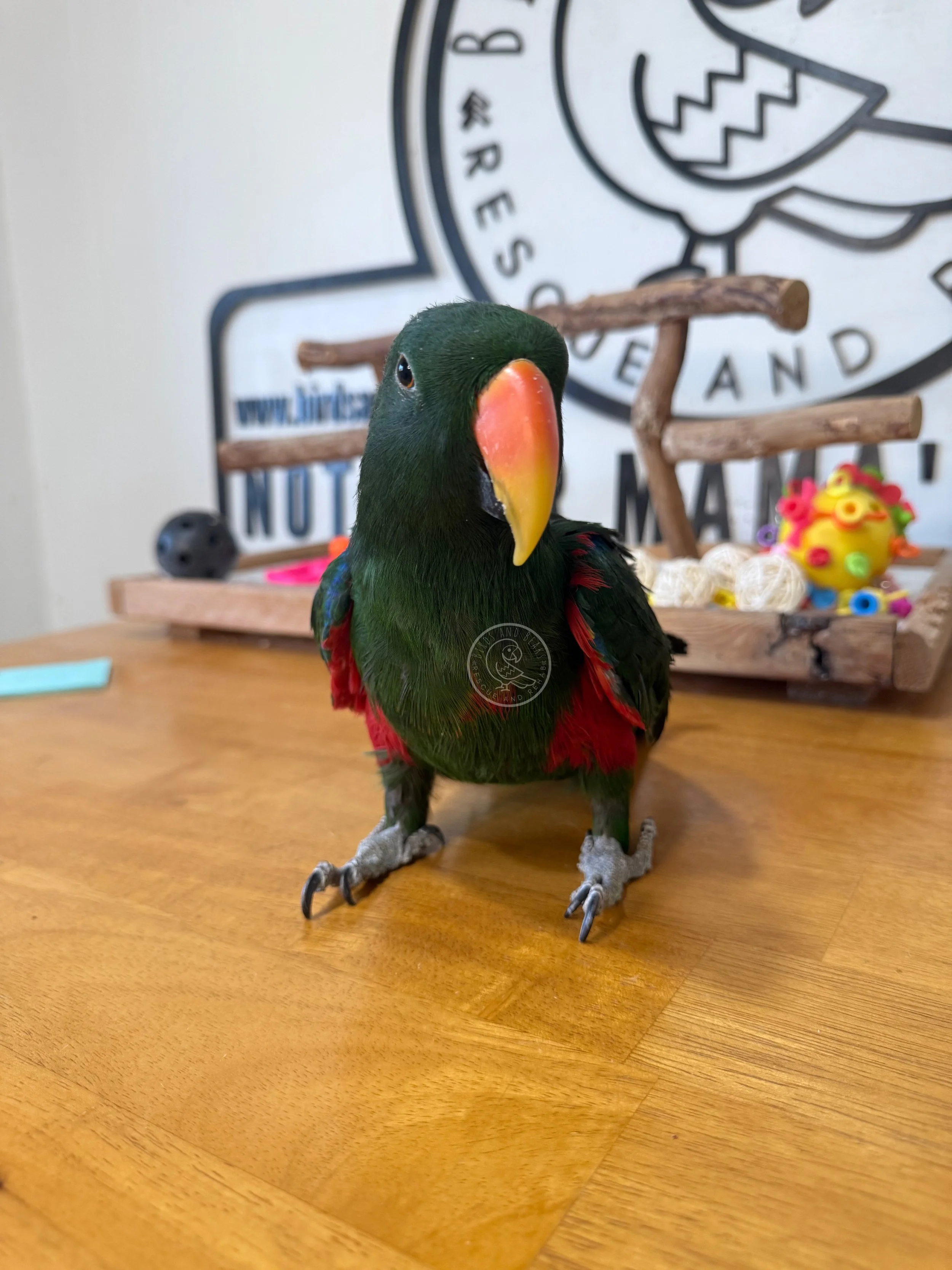 Vatu facing the camera while standing on a wooden table.