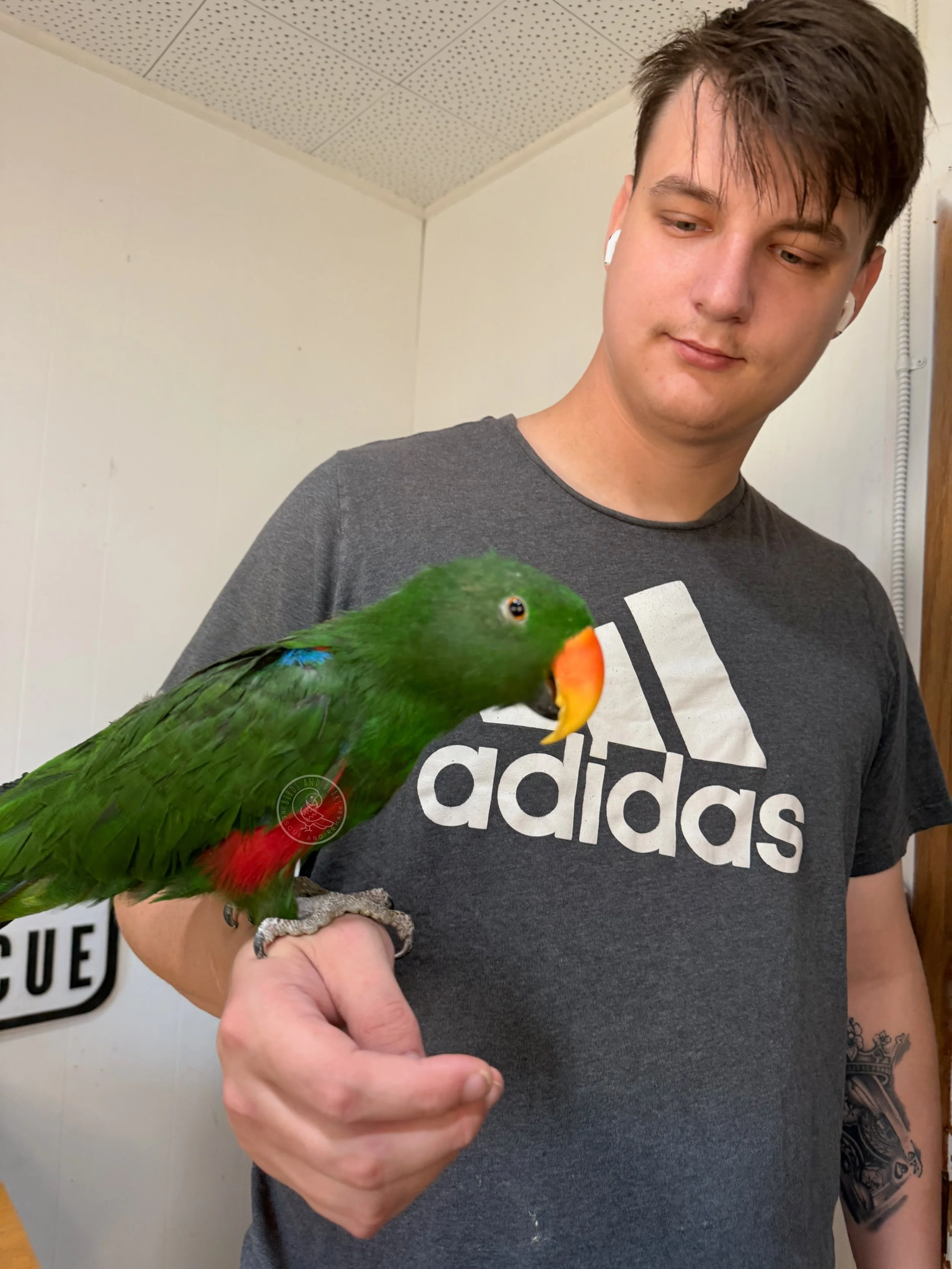 Vatu perched on a person’s hand, showing his green feathers and orange beak.