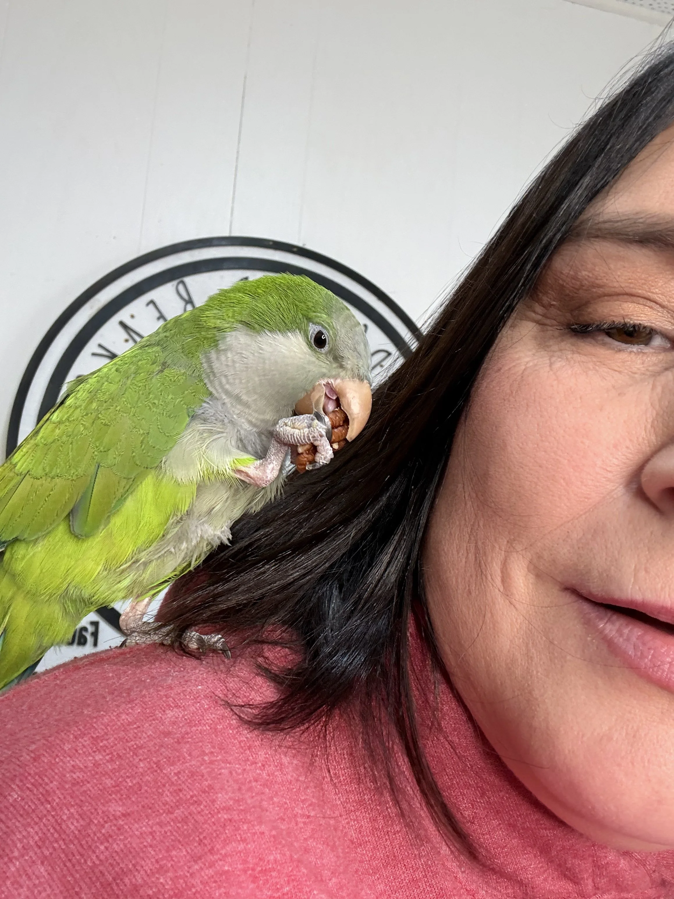 Tori, Quaker Parrot (Monk Parakeet)