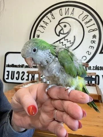 Millie, Quaker Parrot