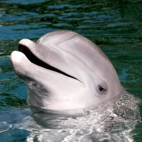 Hoku-headshot_Dolphin.jpeg