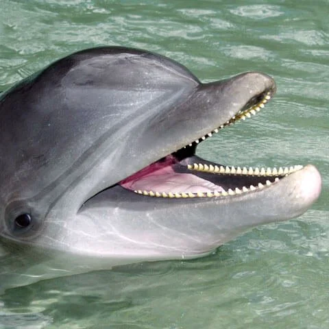 Kolohe-headshot_Dolphin.jpeg