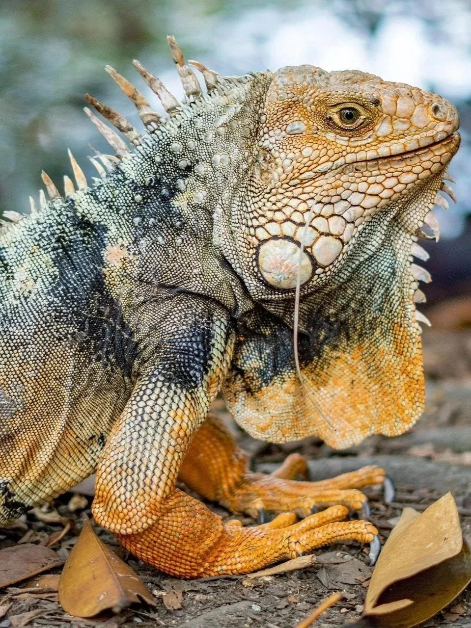 Epic Luxury Galapagos Adventures for Couples &amp; Families