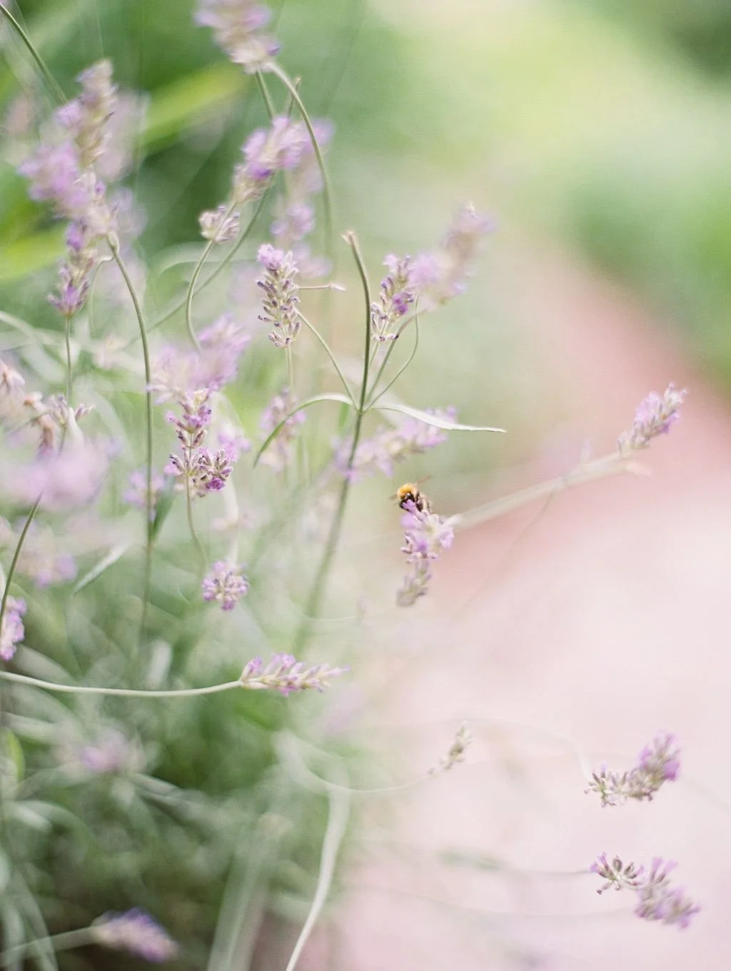 Lavender: A reminder to stop and smell the flowers 🪻
Photo: @ashleyludaescherphoto 

#destinationweddingplanner #gettingmarried #destinationweddingaustria
#bestweddingplanner #fineartwedding