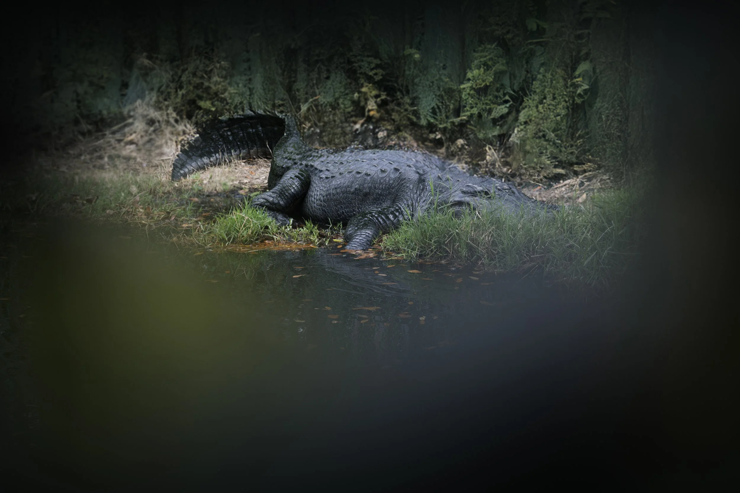 Florida_Alligator.jpg
