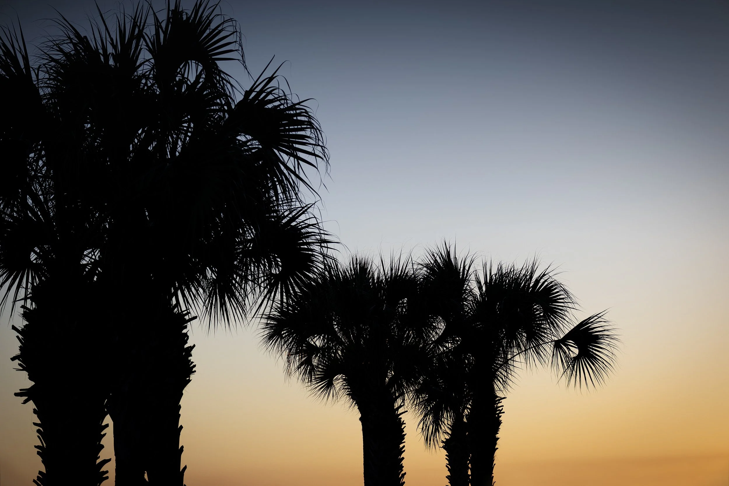 Florida_Palmtrees&Sunset.jpg
