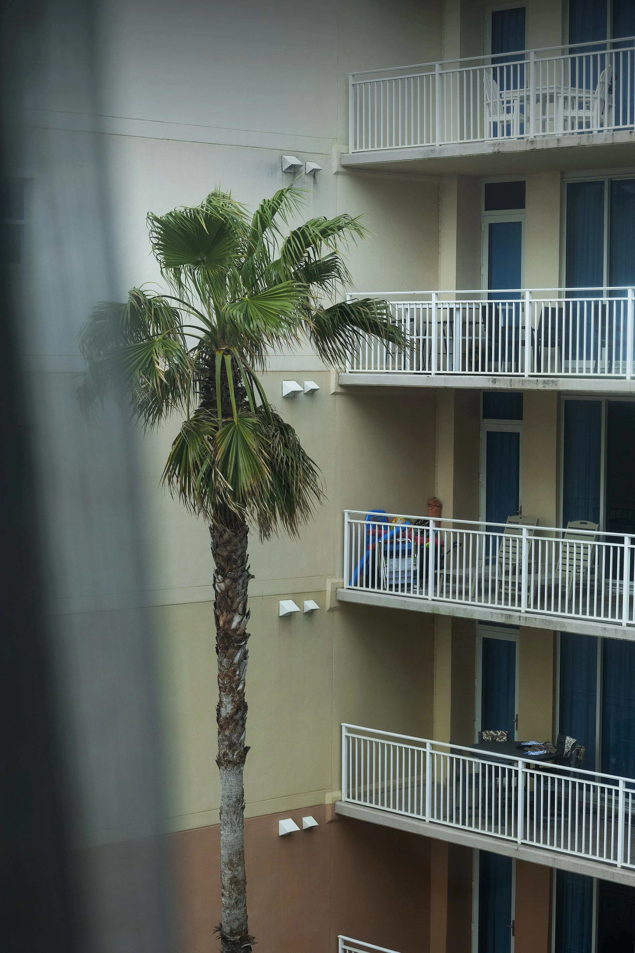 Florida_PalmtreeBuilding.jpg