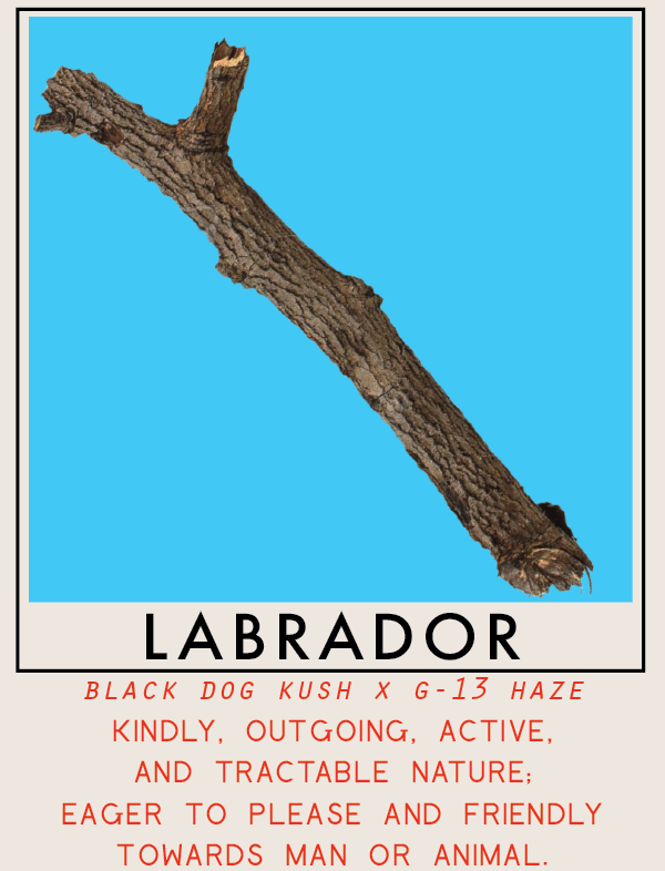 labrador-01.png