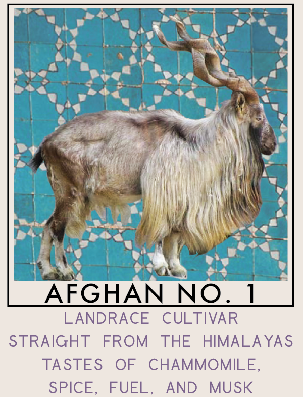 afghanno1-01.png