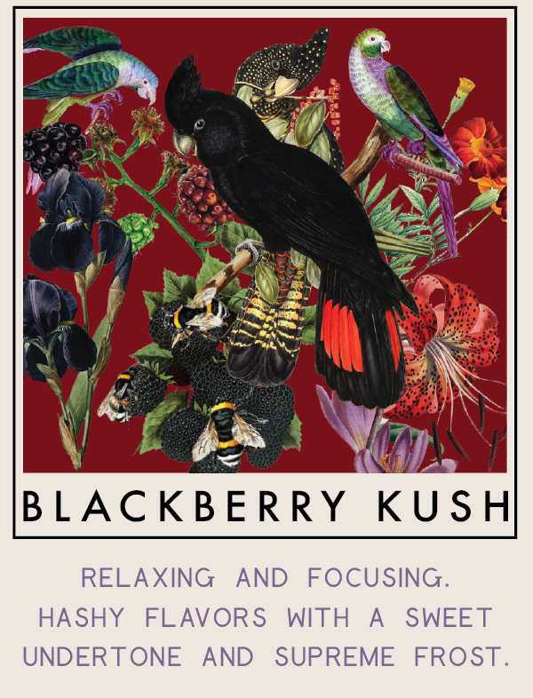 blackberrykush-01.png