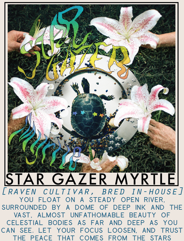 stargazermyrtle-01.png