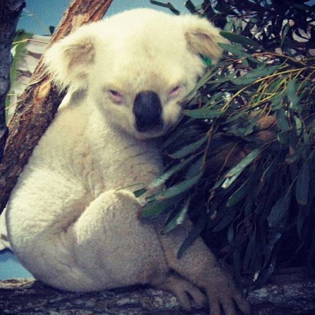 Chin up my buddy, Albino Koala is BACK in all smokeable forms
Grams! Eighths! Ounces! #RavenSmokes !! Happy koala days are here again.