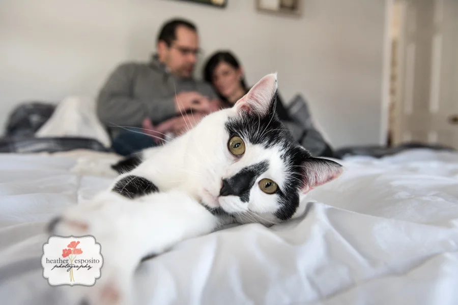 
honey bee...captured.  | Binghamton Photographer  