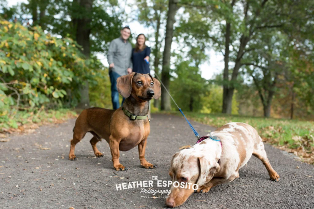 
wild beauty...captured.  | Binghamton Family Photographer  