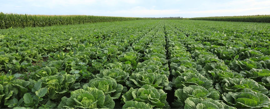 dg-web-headers-cabbages-is-lzf-873103762-dg1.jpg
