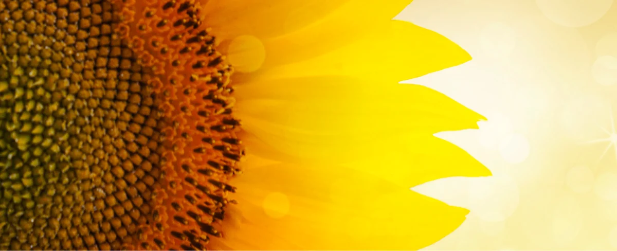 dg-web-headers-sunflower-is-ranasu-547229036-dg1.jpg