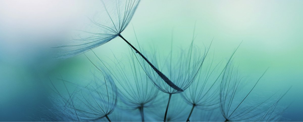dg-web-dandelion-is-Jasmina007-157681198-dg3.jpg