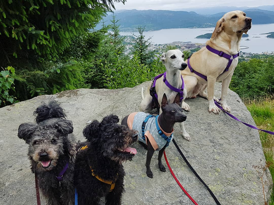 Fra venstre: Heini & Shira (Pumi) med S-sele, Zoe (Amerikansk Nakenterrier) med XS-sele, Taira (Whippet) med S.Dobbel-sele (myndesele) og Troja (Labradormix) med M-Sele