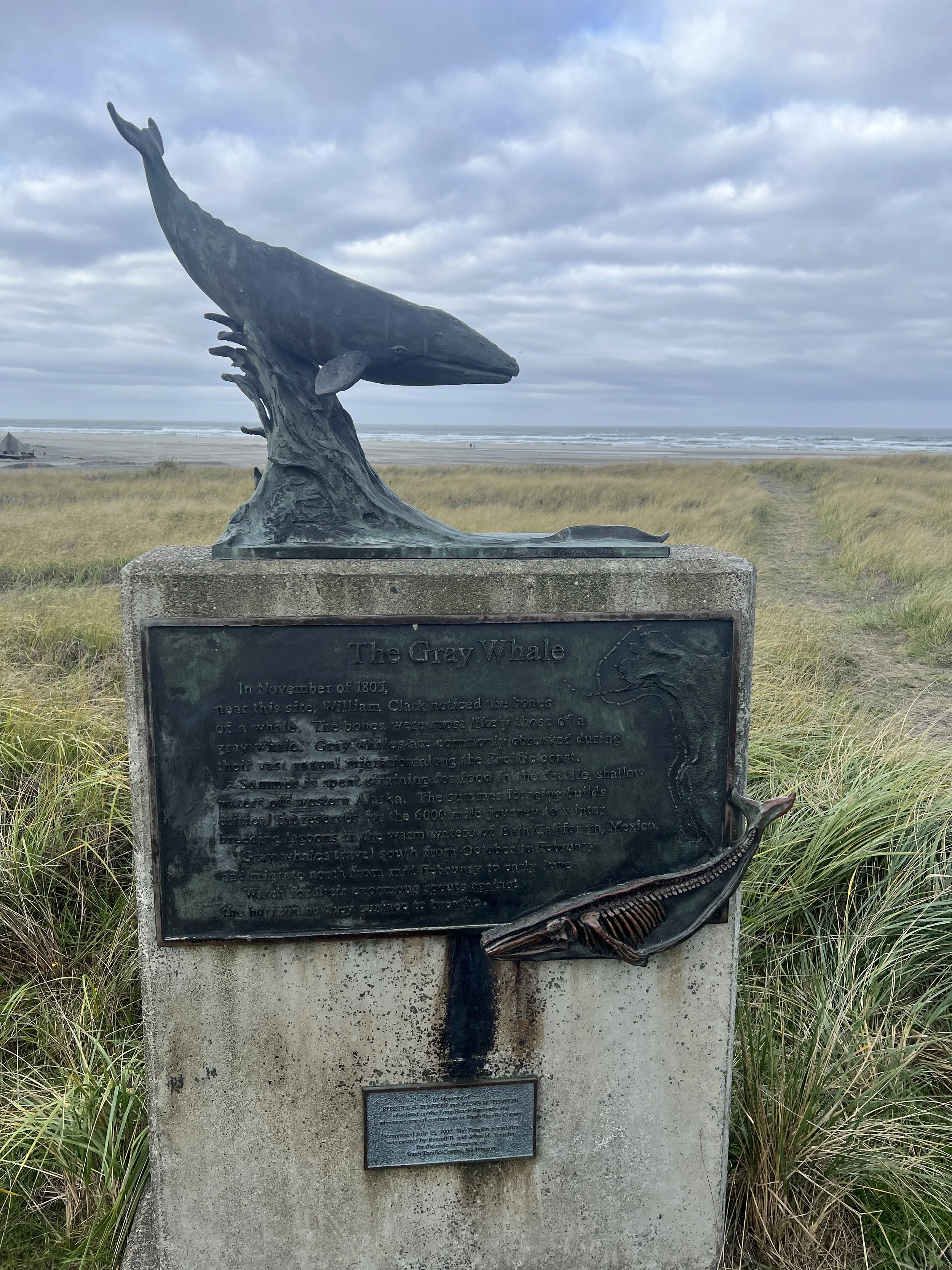 Where the Whale Crashed