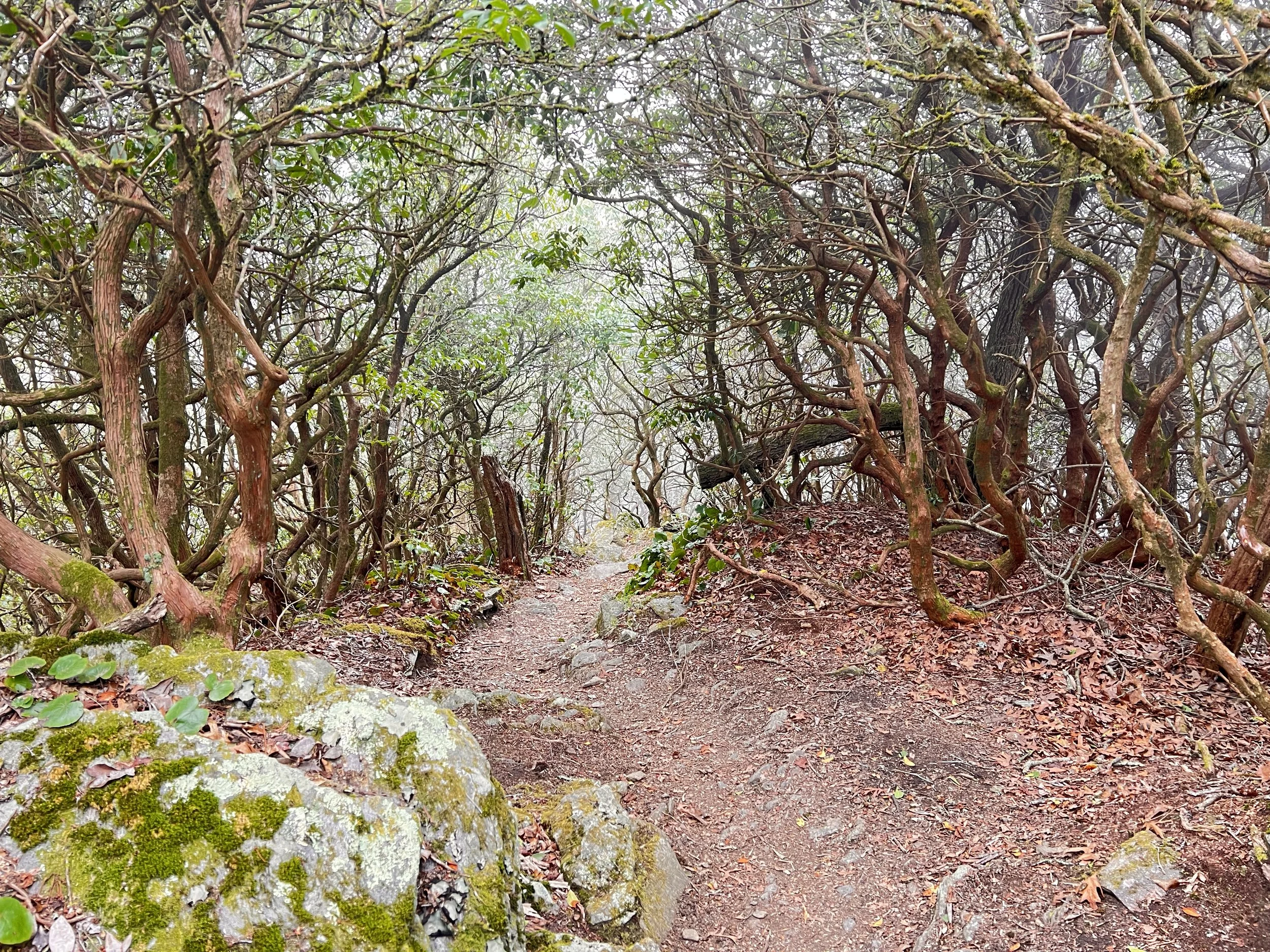 Dine With the Gods Tonight