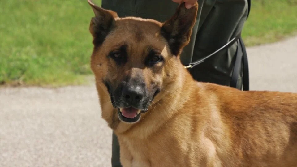 Memorial Hermann Life Flight - HPD K9 video