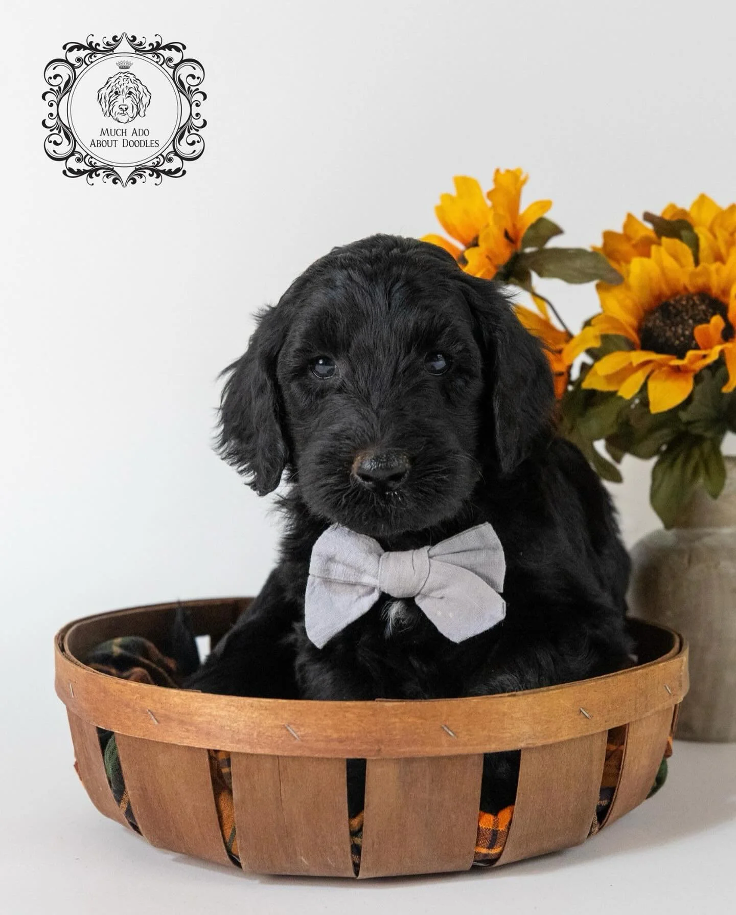 Meet Pickle! We are so excited to announce that this adorable multigen Goldendoodle puppy will be a part of our live auction Puppy Package during our 25th Annual Ugly Bug Ball. This puppy package will not only include this perfect companion but also 