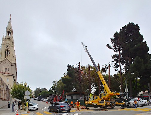 Trees are removed at the corner of Powell and Filbert Streets in North Beach. | Photo: Joe Bonadio