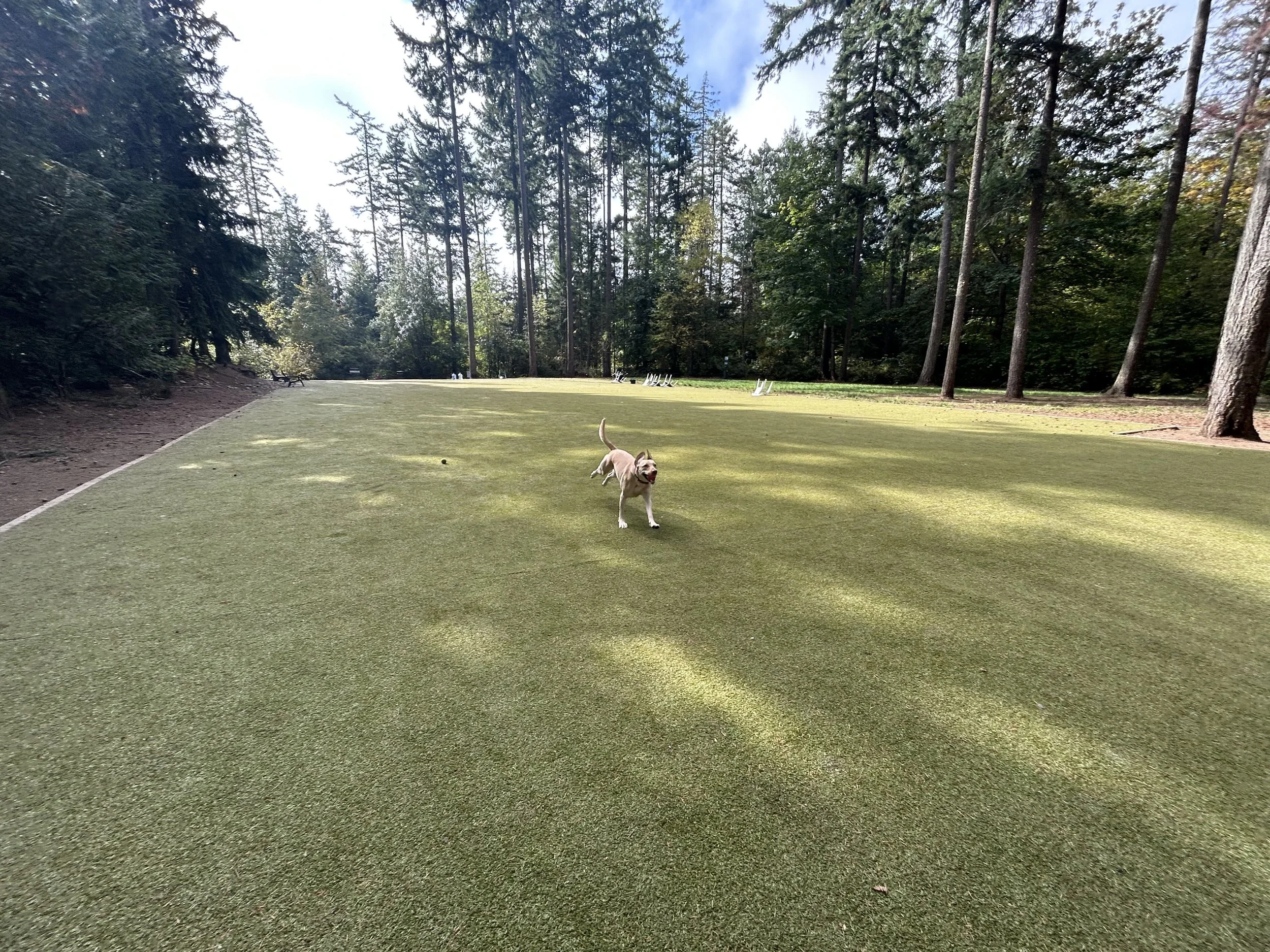 Best Pet Turf for Dogs: A Puget Sound Buyer's Guide.