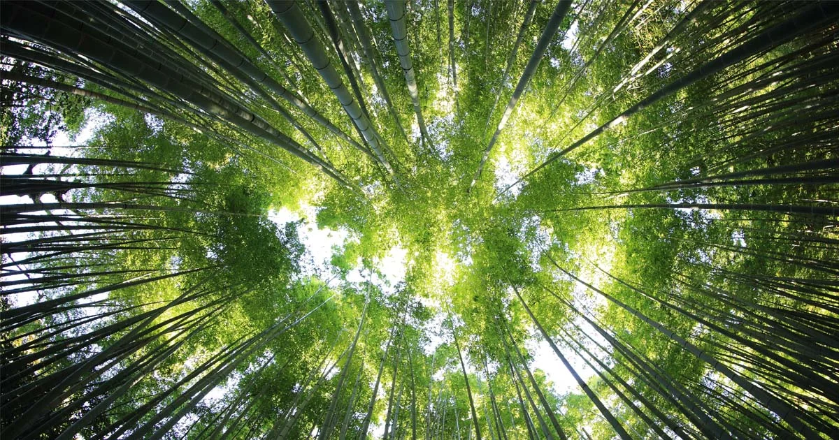 A Life Is Worth A $1000