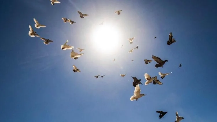 سيادة الكاردينال زيناري: دعونا لا نترك الأمل يموت في سورية