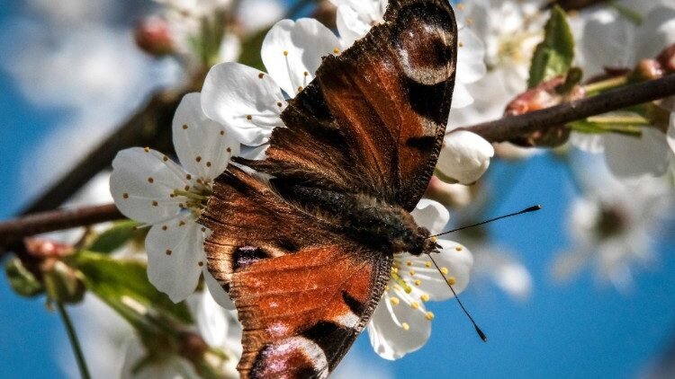 مجلس كنائس الشرق الأوسط يصدر كتيّب "زمن الخليقة" باللّغة العربيّة