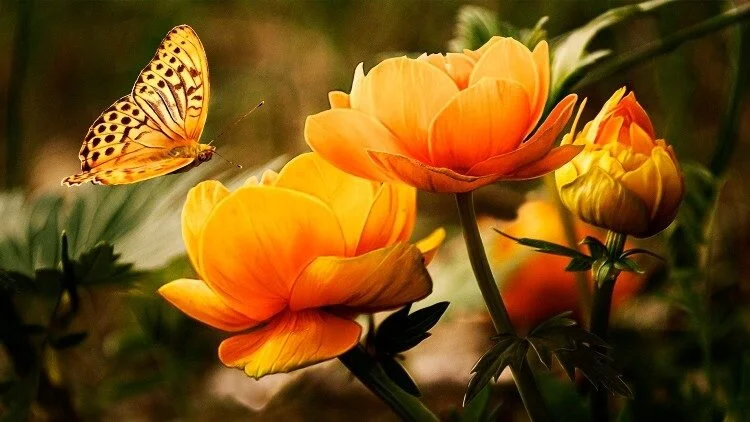 رسالة مشتركة لقداسة البابا فرنسيس وغبطة البطريرك المسكوني برتلماوس ورئيس أساقفة كانتربري جاستن ويلبي من أجل حماية الخليقة