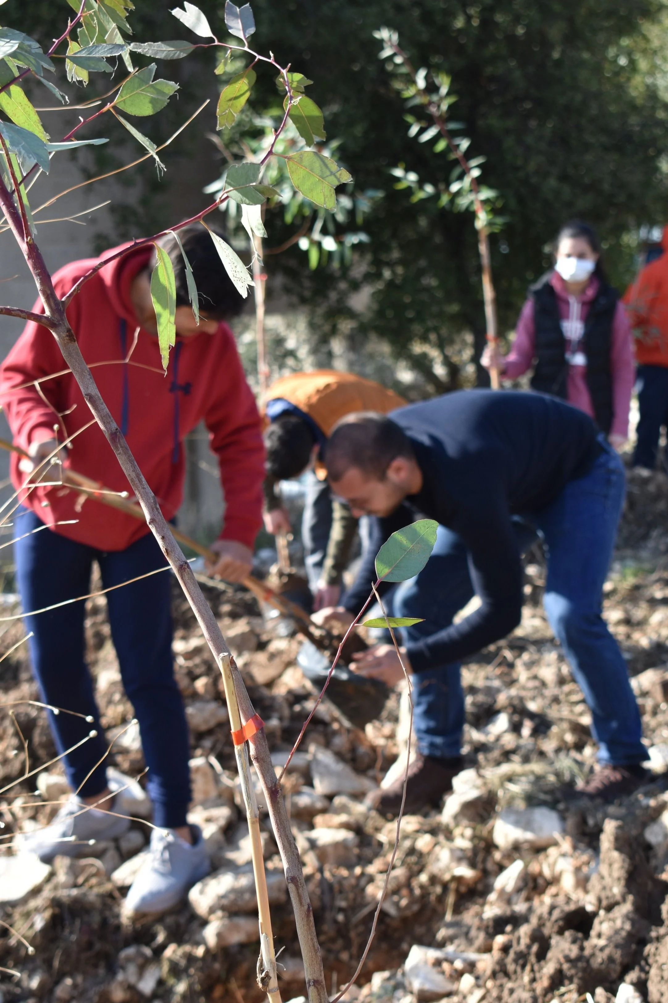 حملة تشجير في بلدة بجّه