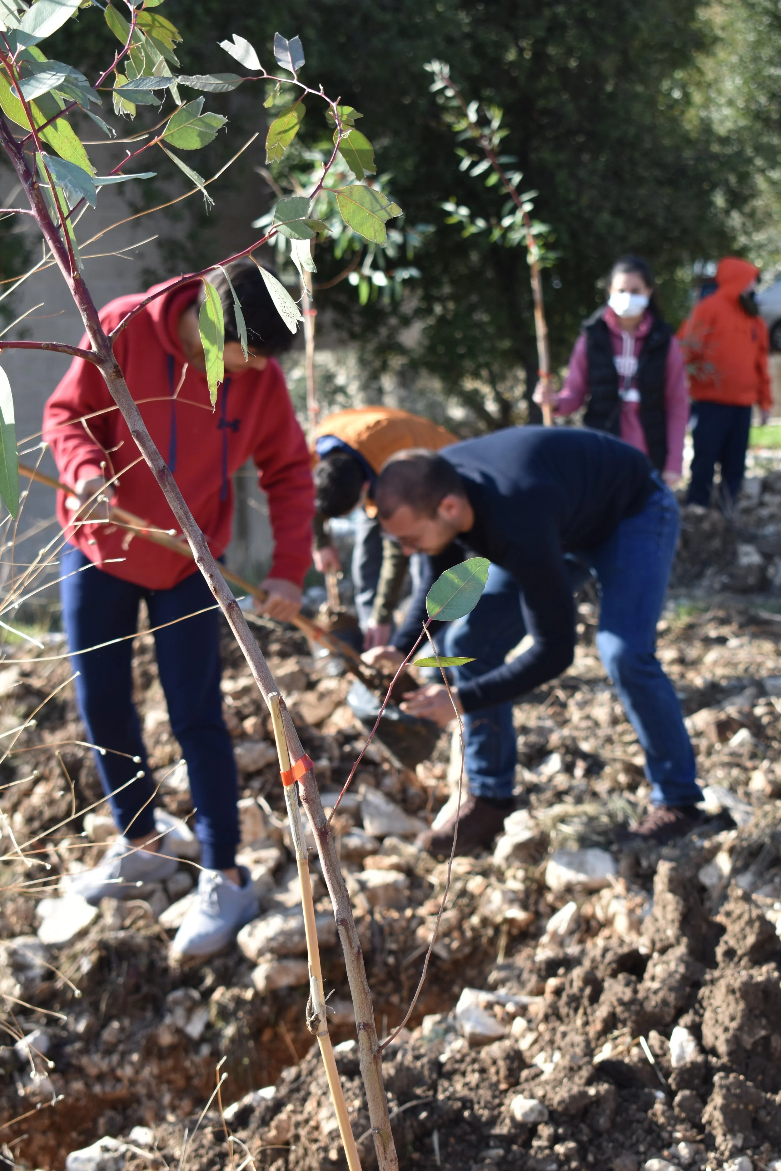 Afforestation Campaign in the Town of Bejjeh