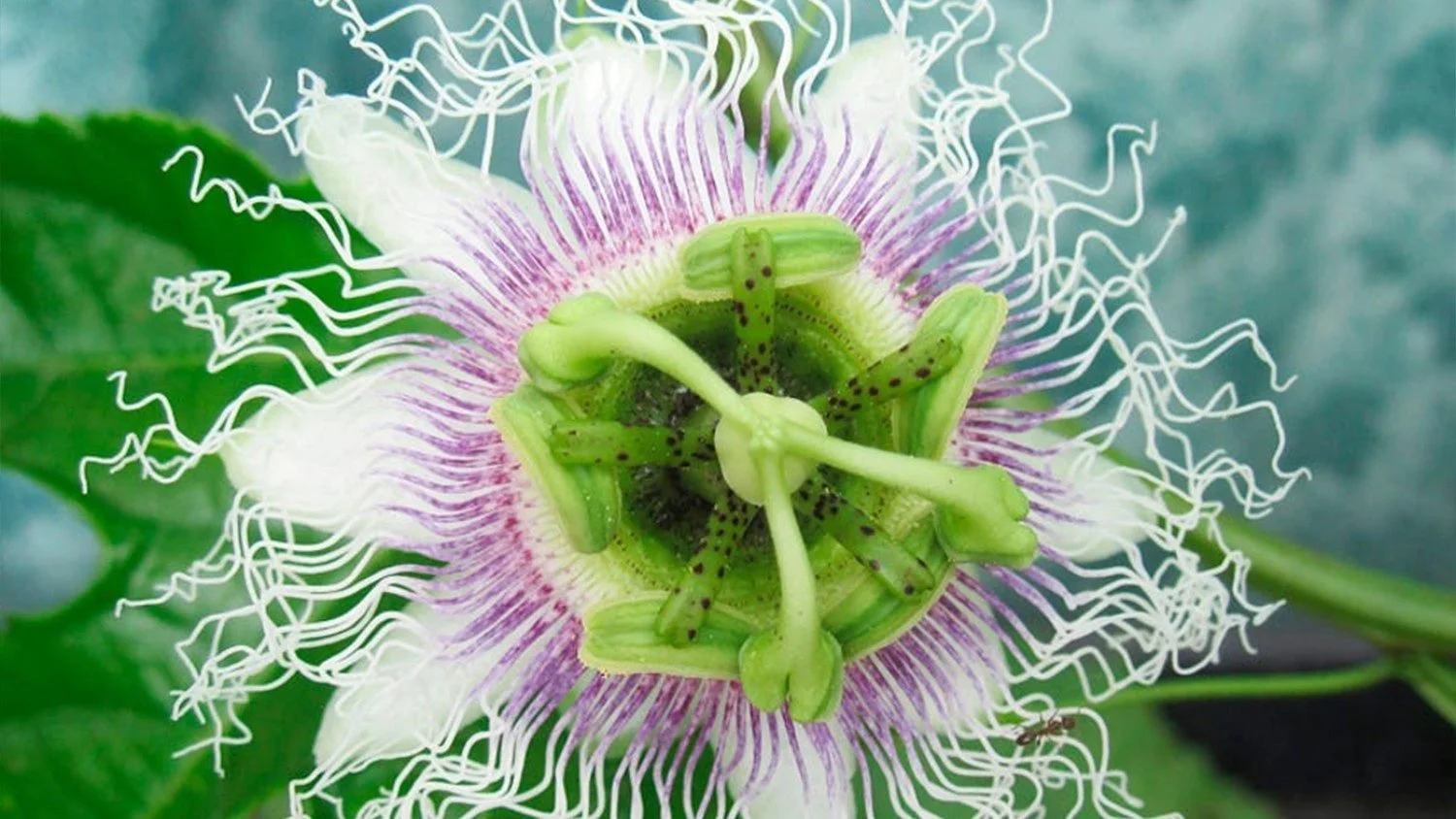 His Holiness Pope Francis Writing a Second Part of Laudato si'