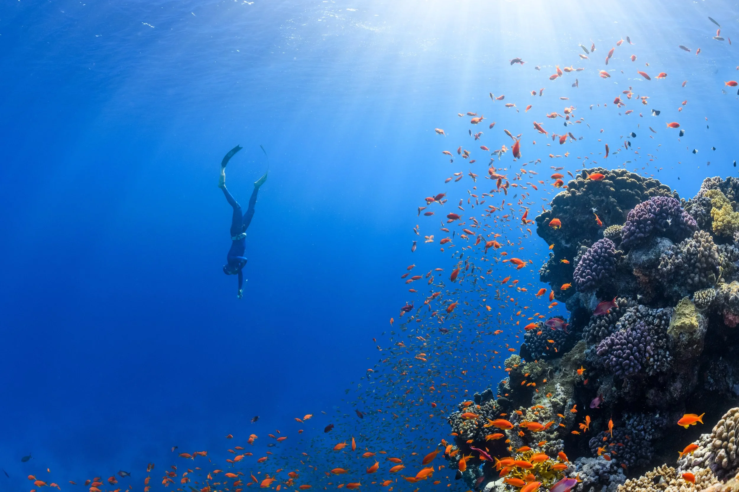 Let the fish in the sea speak to you