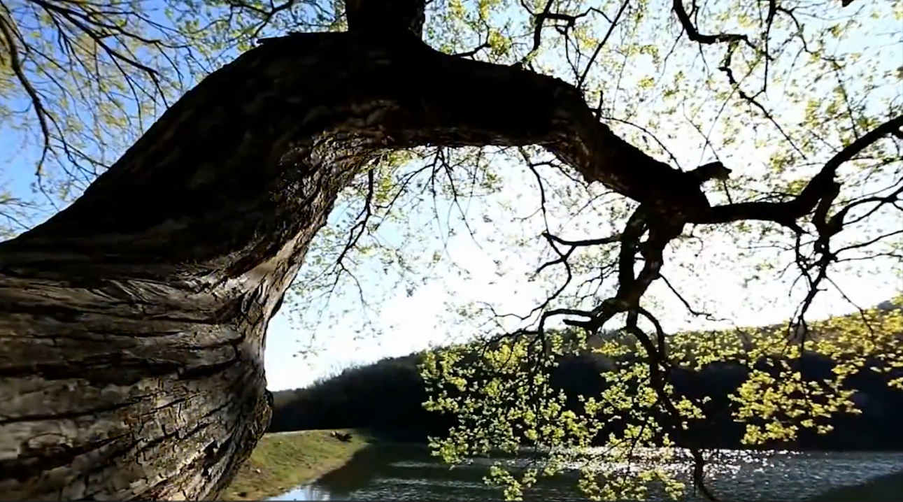 Video - What Is the Theme of the “Season of Creation” 2024?