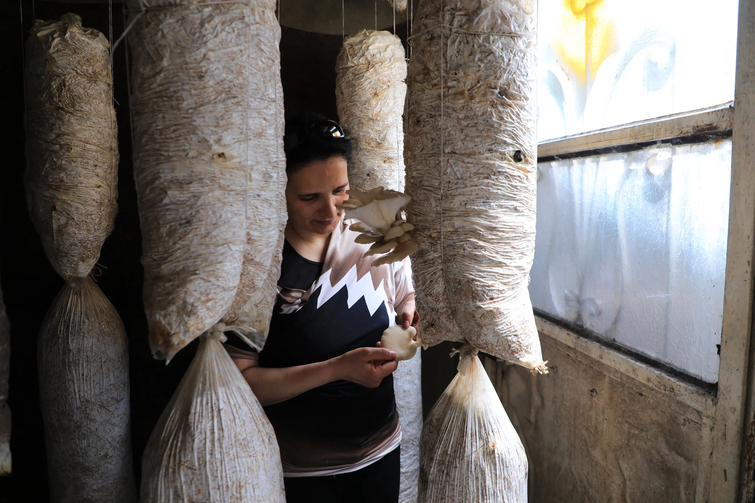Huda- Checking the oyster mushrooms- taken by MECC-Jaramana- Rural damascus.JPG