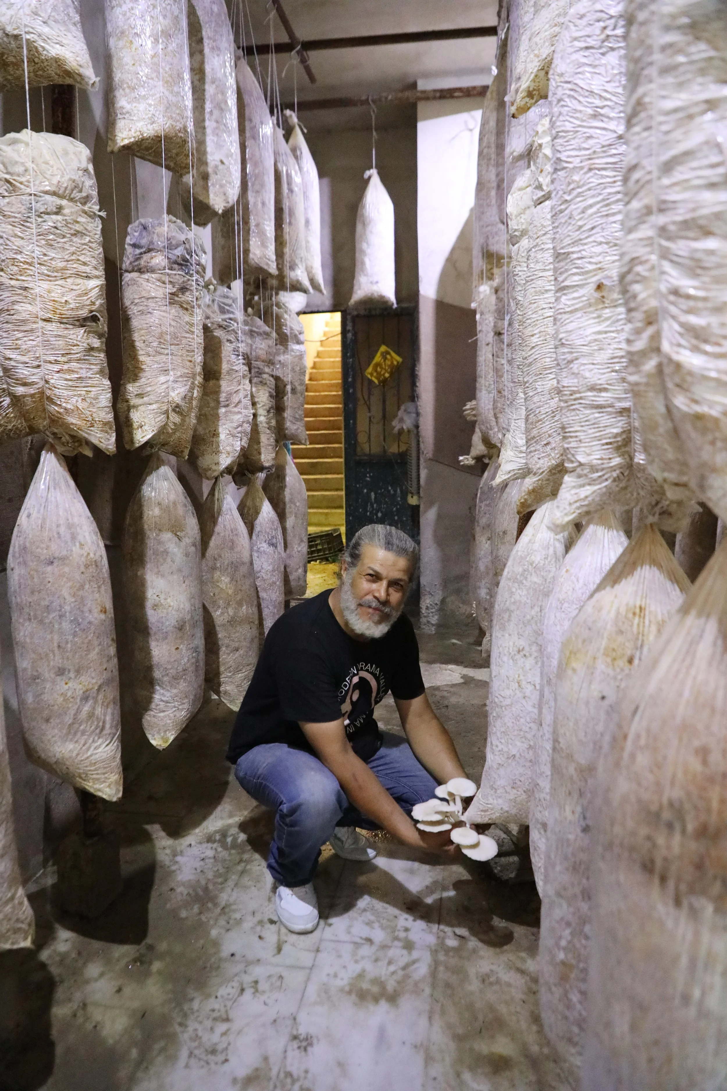 Nizar- Checking the oyster mushrooms- taken by MECC-Jaramana- Rural damascus.JPG