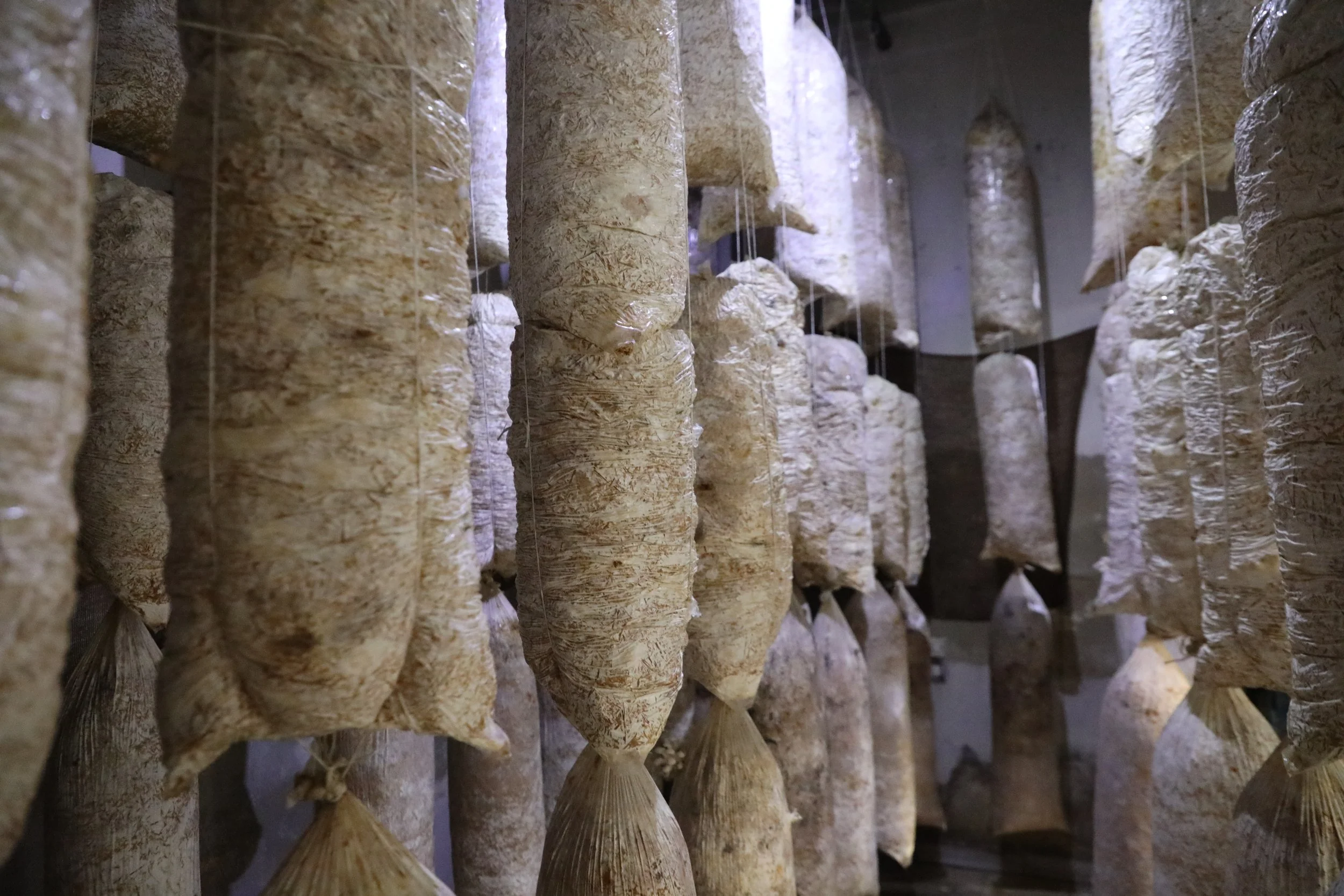 Oyster mushroom farm- taken by MECC- Jaramana- Rural damascus (4).JPG