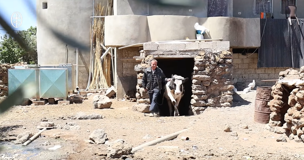 Video - MECC Distributes Livestock Feed to Cattle Breeders in Daraa - Syria