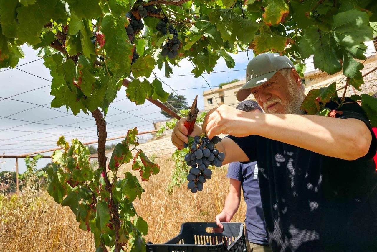 His Holiness Catholicos Aram I Joins St. Mary Monastery’s Traditional Grape Harvest and Molasses-Making
