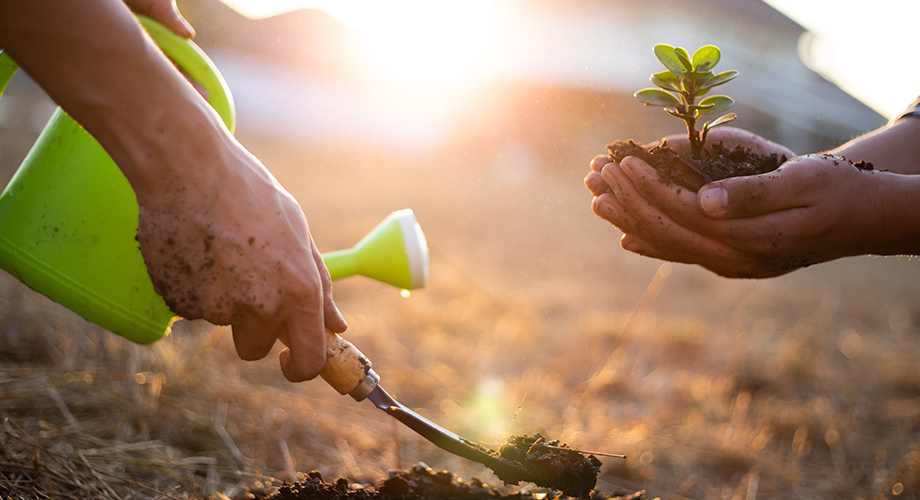 Season of Creation: Towards Peace in the World