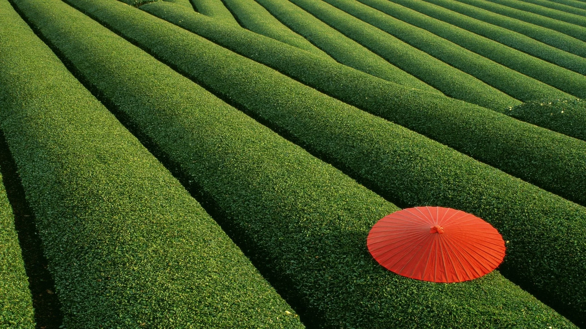 tea and umbrella.jpg